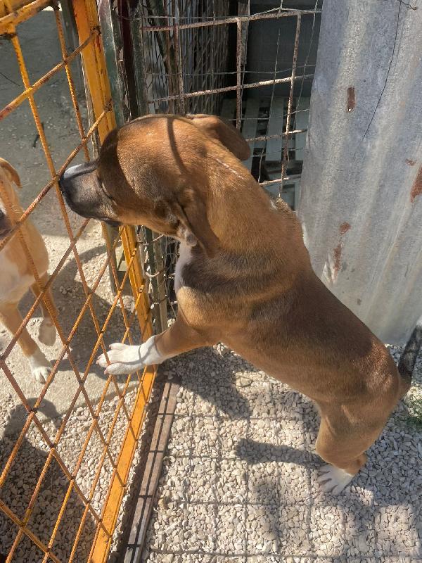 IL DOLCISSIMO E BELLISSIMO CHOCO Foto 3